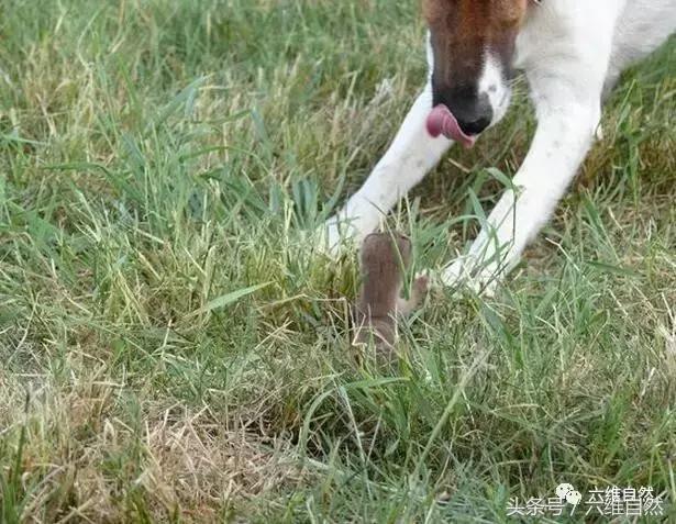 土狗捕捉小黄狗,狗狗抓田园鼠