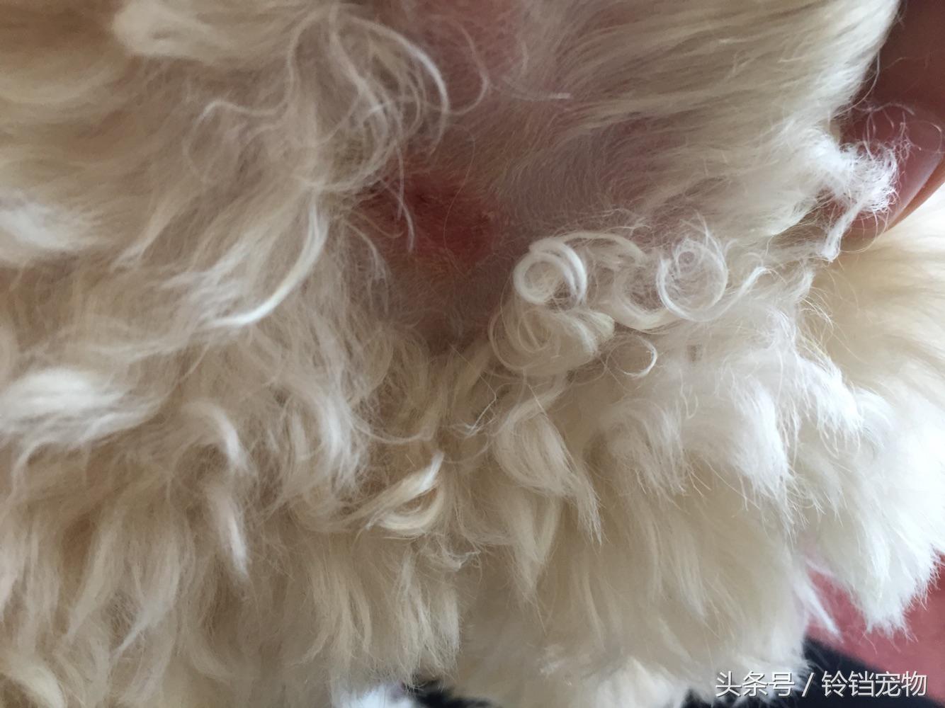 针梳拉毛 (针梳拉毛出红点子怎么办)