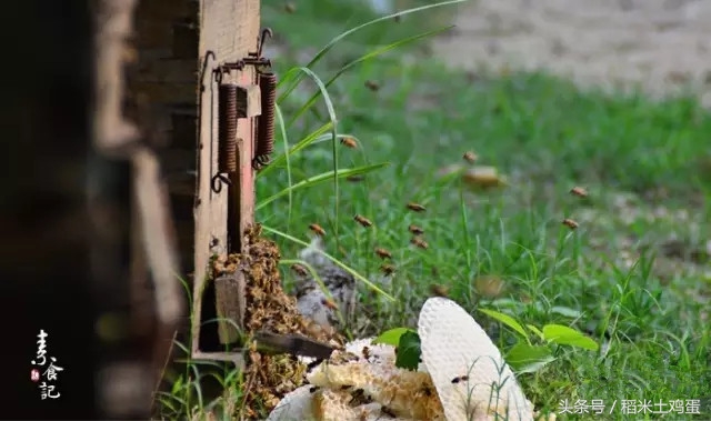 美好如初见：紫云英蜜