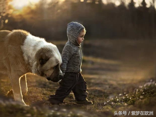 国外奶粉不适合中国宝宝,为什么国外的奶粉让人放心