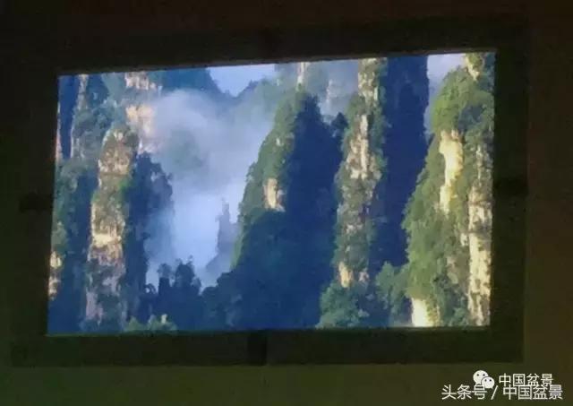 现在什么盆景最有前景,盆景创业未来前景如何