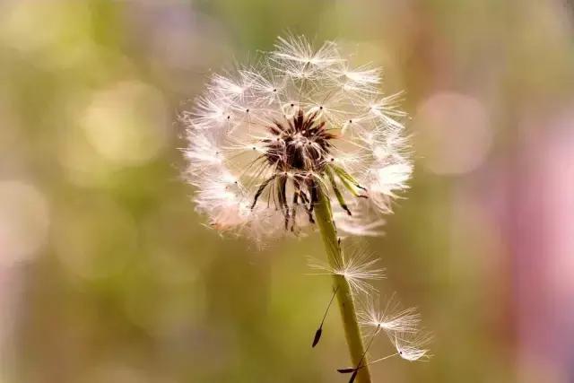 4月照片,4月的照片大全