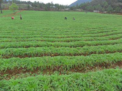 玛卡种植,玛卡适合哪里种植