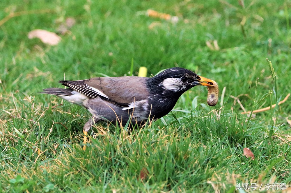 灰掠鸟大餐白土蚕