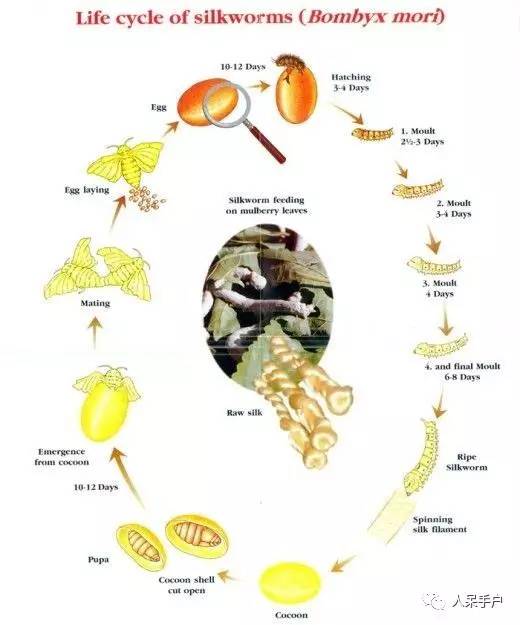 可爱的蚕宝宝怎么做,可爱的蚕宝宝