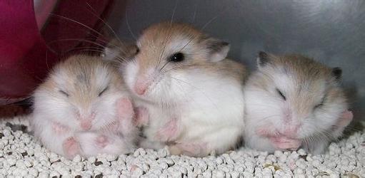 100只仓鼠你怎么养,不懂得养仓鼠怎么办