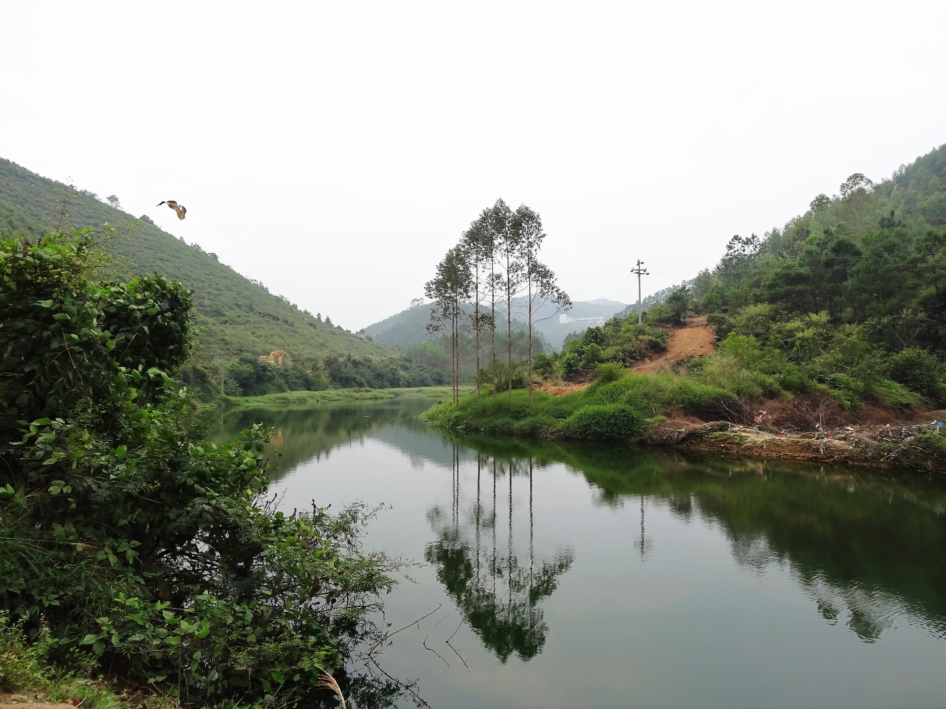 广西博白县桂圆柚之乡,广西博白桂圆2023批发价格