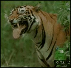 小朋友，你才多大呀？就敢搞鸡！妈妈同意了吗？