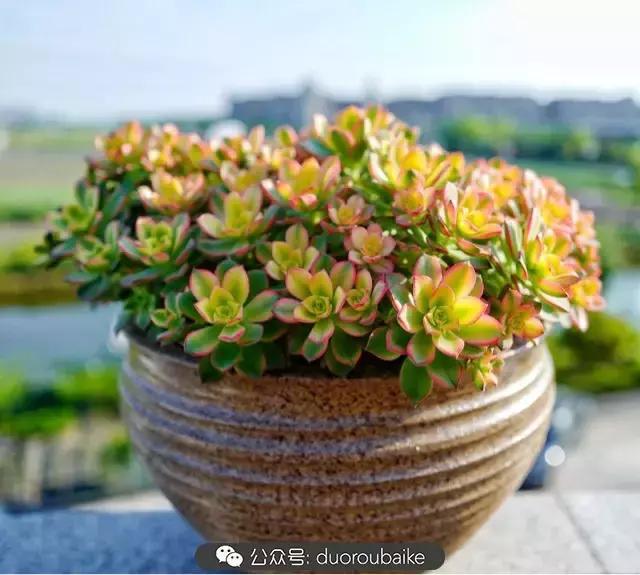 多肉新手入坑10大误区,多肉入坑法师