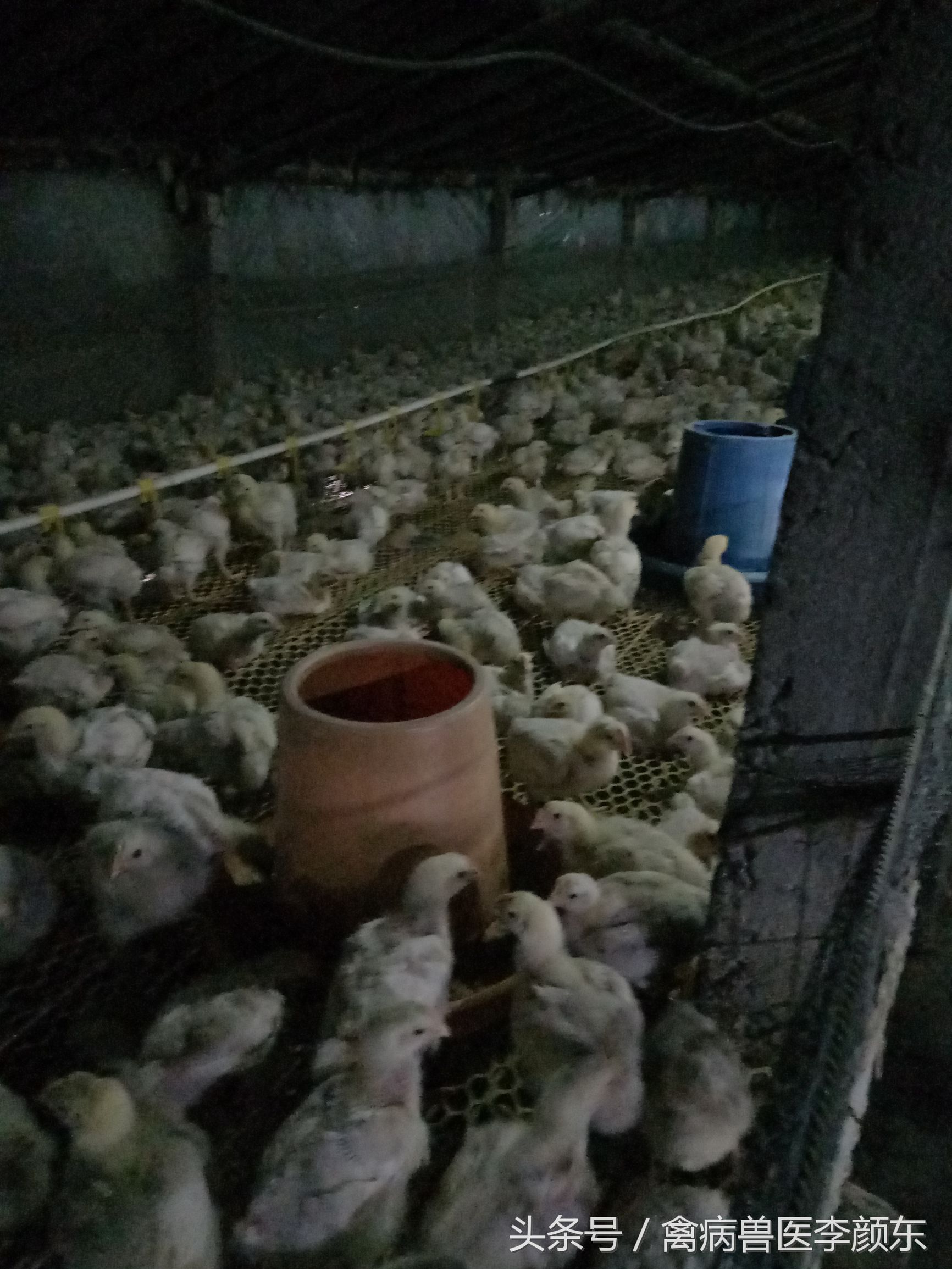 鸡患包涵体肝炎的原因,安卡拉鸡病原因