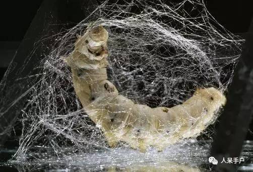 可爱的蚕宝宝怎么做,可爱的蚕宝宝