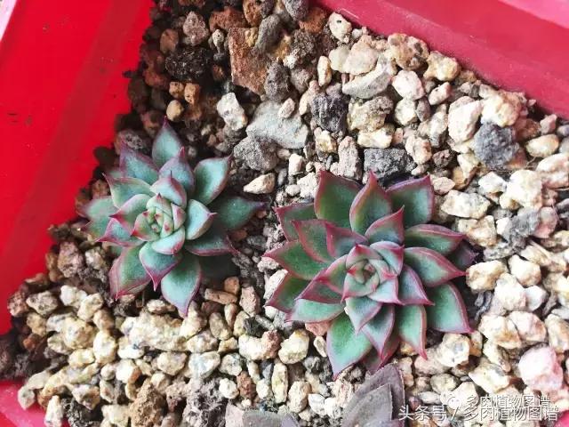 宿舍多肉品种推荐,宿舍多肉