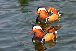 夫妻感情不和谐的三大因素是什么,朋友夫妻感情不和怎么劝