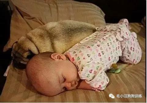 遛狗太气人句子,遛狗时被人骂怎么办