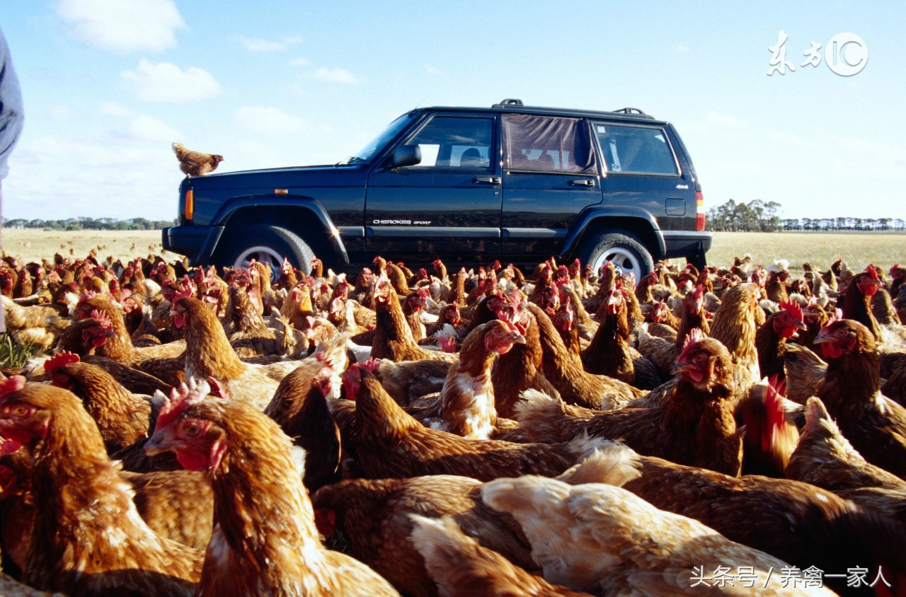养鸡新手教你怎么看鸡病值得收藏,养鸡十大技术方法
