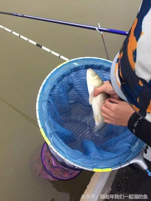 黑坑盛宴测评,化氏的黑坑盛宴鱼饵怎么样