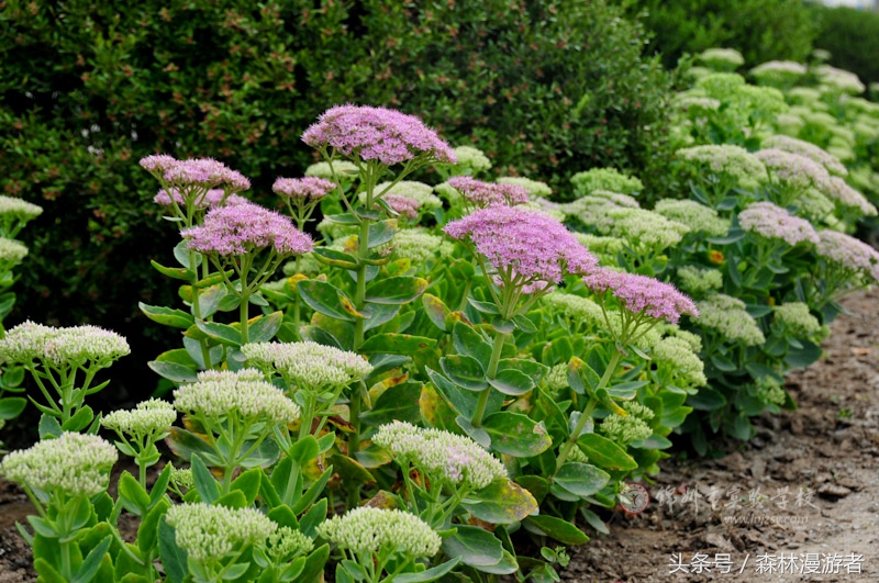 农村专门治疗跌打损伤的植物,公园常用植物一览表