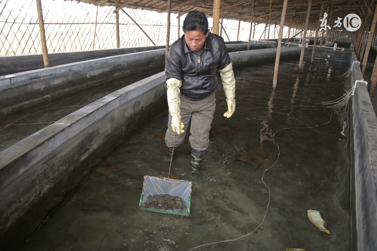 一般农村畜禽粪便怎么处理,畜禽养殖粪便处理规定