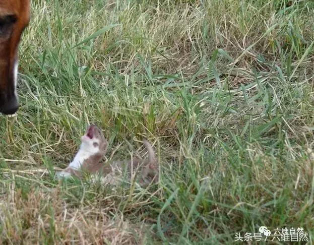土狗捕捉小黄狗,狗狗抓田园鼠