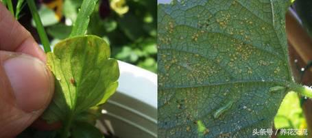 花卉长了蚜虫怎么治疗呢,花卉长蚜虫了怎么办