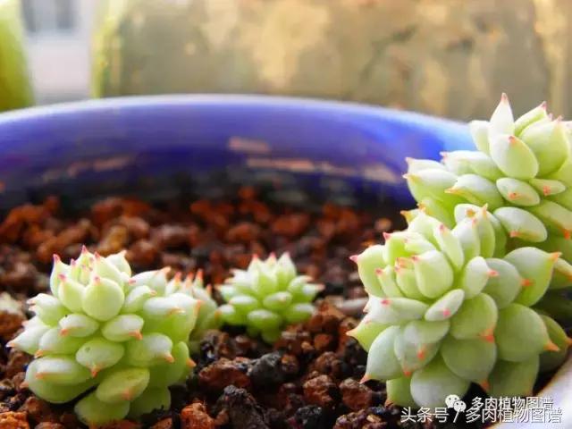 入坑半年的经历,入坑五个月总结