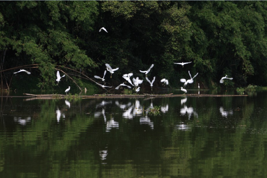 中国桂圆之乡广西博白,博白的桂圆和莆田桂圆谁好