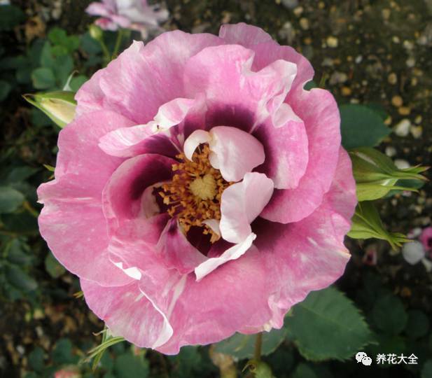 最美的十款月季品种推荐 (十种绝美的月季)