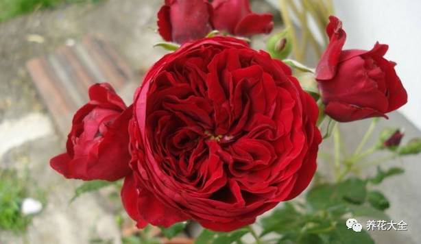 最美的十款月季品种推荐 (十种绝美的月季)