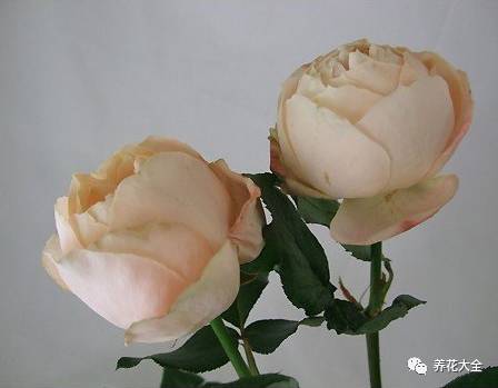 最美的十款月季品种推荐 (十种绝美的月季)