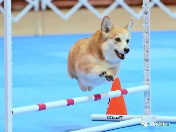 英国女王的爱犬，可爱的小短腿，全能的“农场犬”——柯基犬