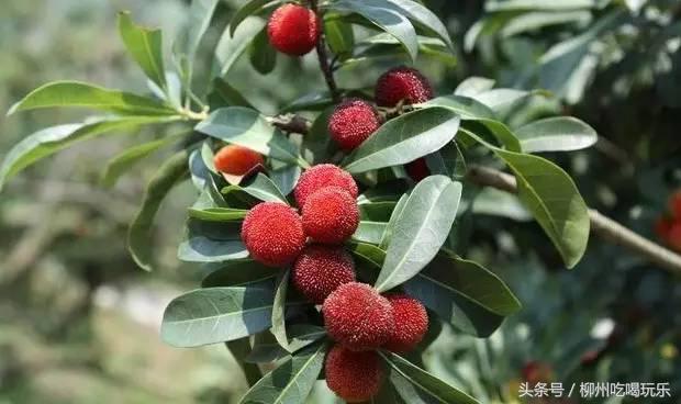 摘杨梅一键成片,杨梅采摘园柳州