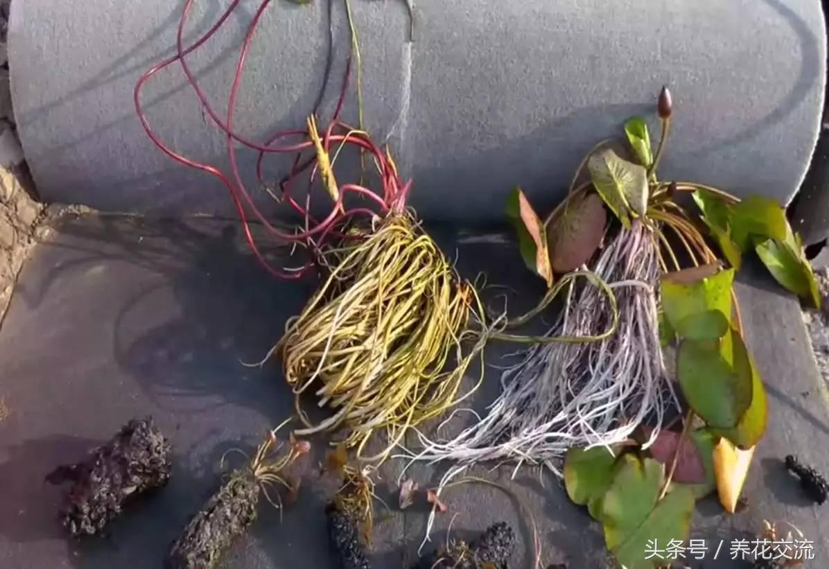 请问睡莲种子应该怎么养才能发芽,睡莲怎么养才能养好