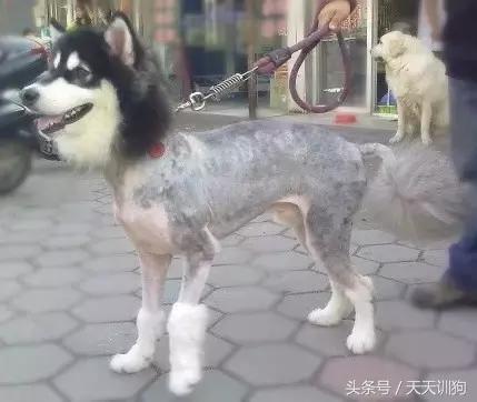 狗狗胎毛剃光多久能长出来,狗狗胎毛剃光造型