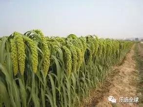 吃小米有什么好处和功效,吃小米的好处和功效与作用