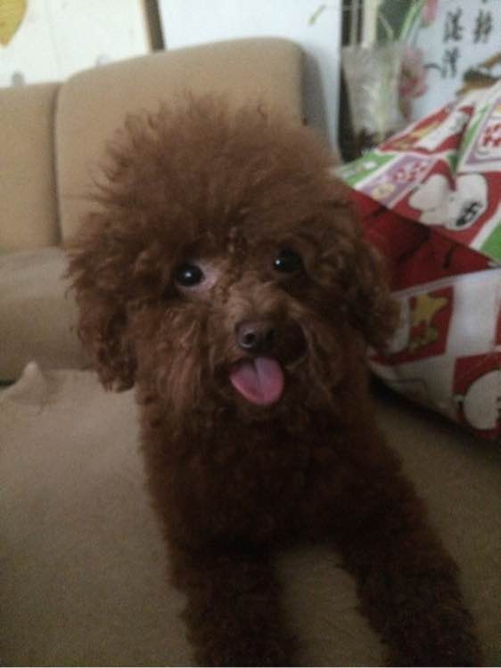 母狗烦躁怎么办,母狗一直哼唧焦躁不安怎么办