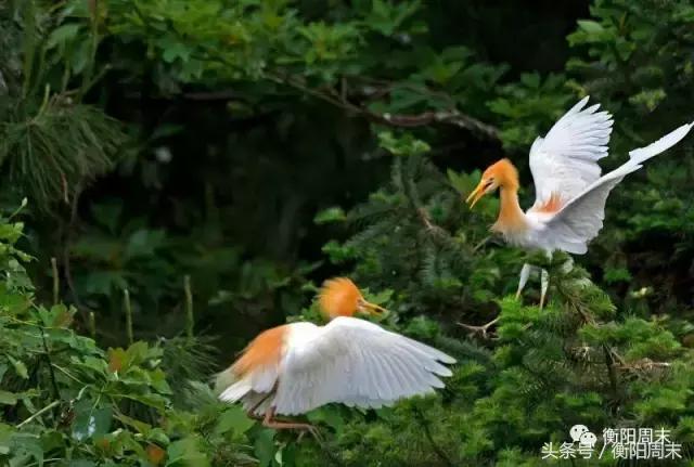 衡阳带孩子一日游攻略,带娃湖南衡阳旅游攻略