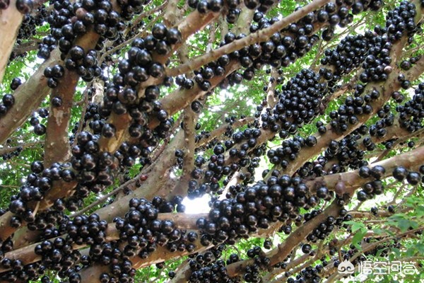 山竹为什么很贵科普,山竹口感作用