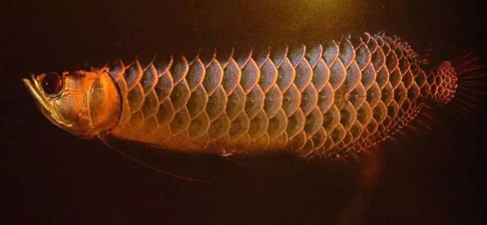 b级过背金龙一般价格多少,顶级蓝底过背金龙欣赏