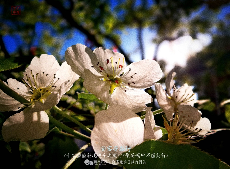 闾山四月梨花似海，源于大朝阳梨花老祖
