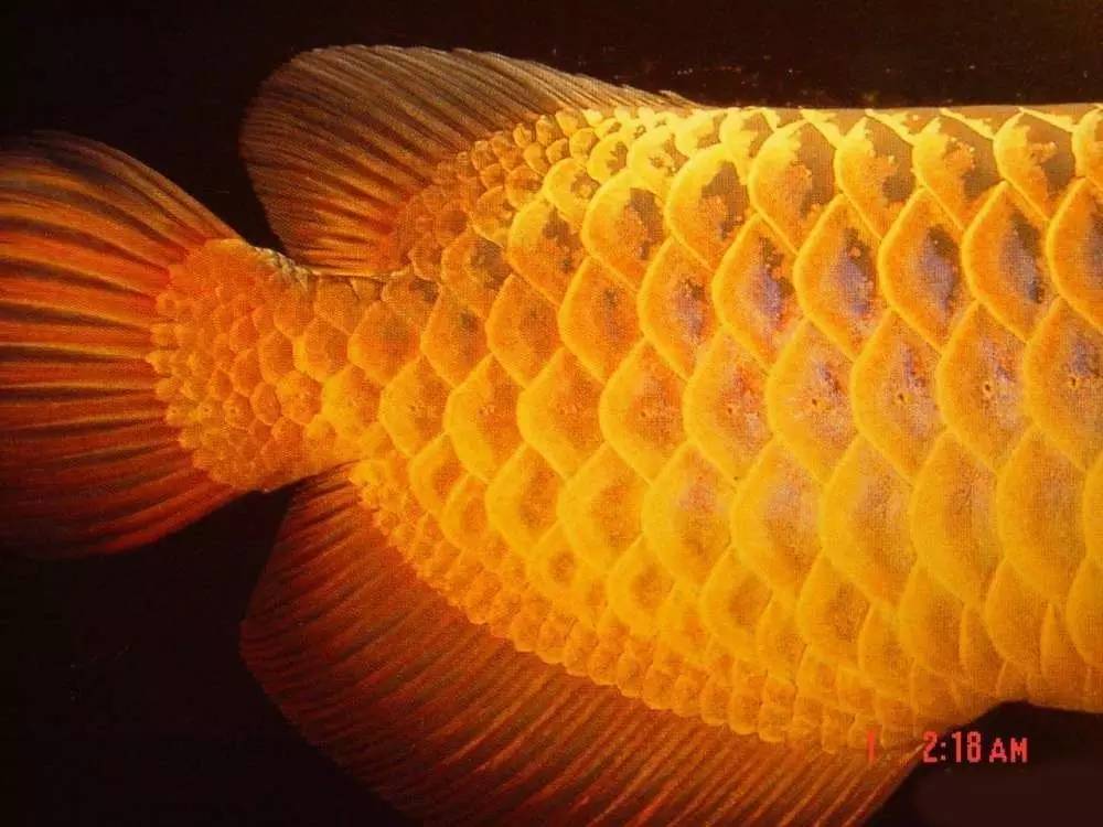 过背金龙和高背金龙的区别,高背金龙跟过背图片对比