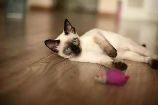 暹罗猫挖煤,挖煤队长暹罗猫