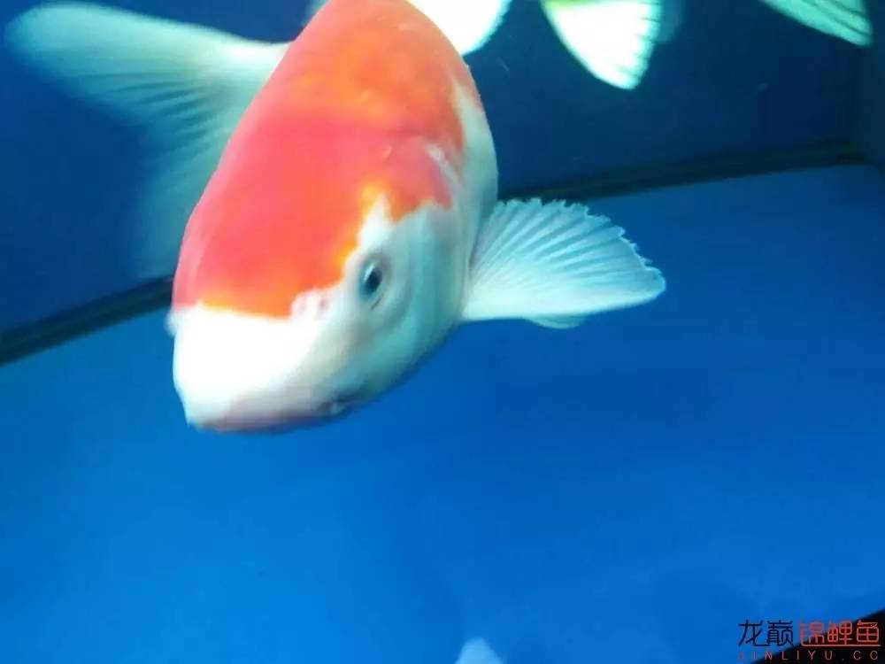 蒙药治眼疾,蒙医治眼奇方效果怎么样