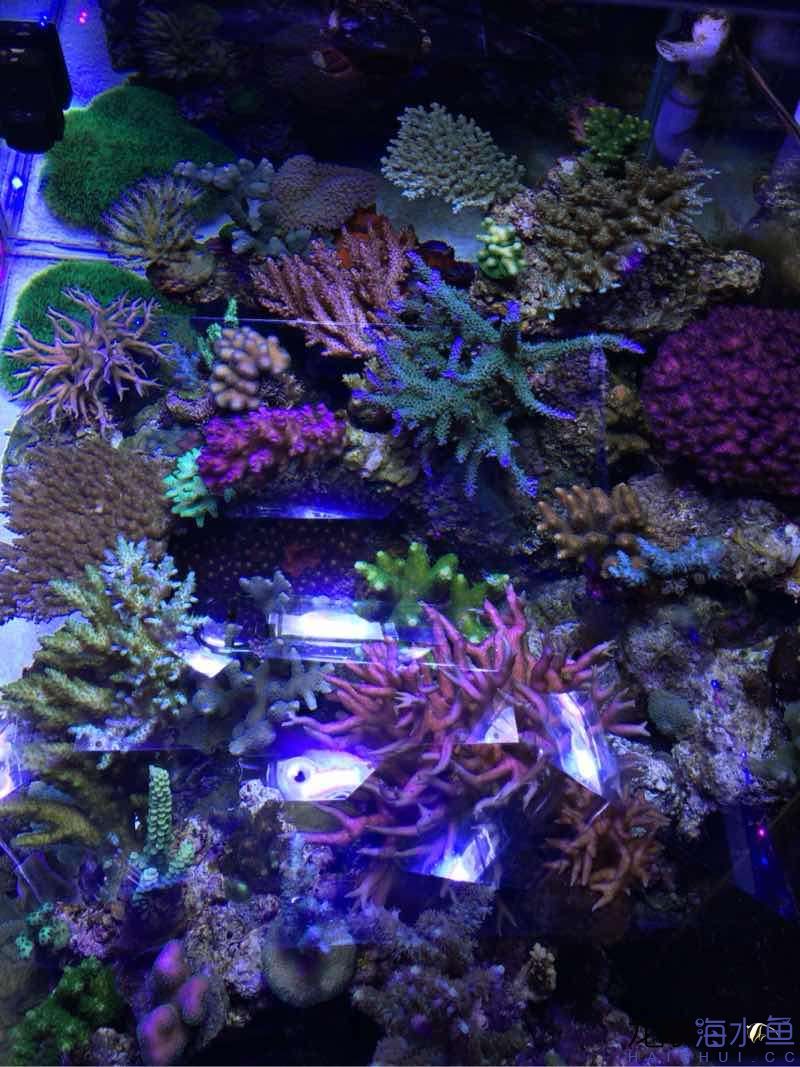 自来水+SPS+屌丝=？