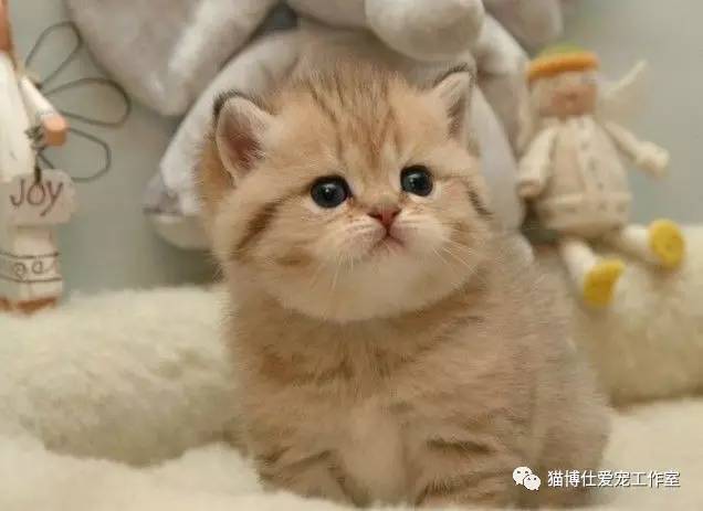 照顾小猫咪日常生活,怎么照顾小猫咪最好的方法