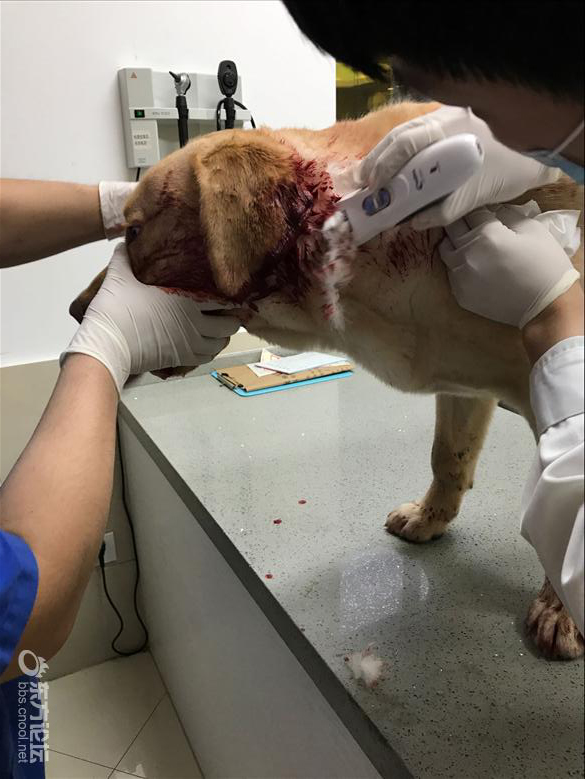 未婚夫的狗咬了我的狗,婚后岂不更糟?我宁愿分手