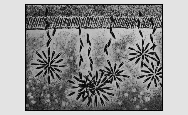 插画师迷狸:路过,停留