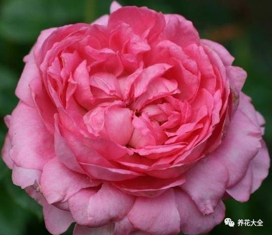 最美的十款月季品种推荐 (十种绝美的月季)