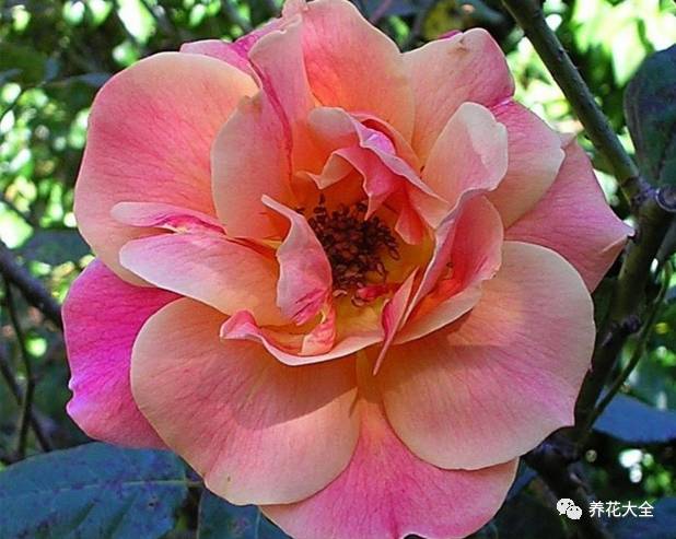 最美最高端的30款月季 (十种绝美的月季)