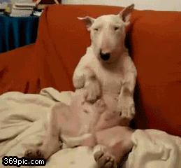 简单粗暴撸狗,撸狗的正确撸法