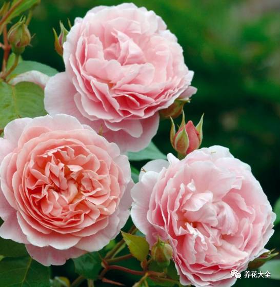 最美最高端的30款月季 (十种绝美的月季)